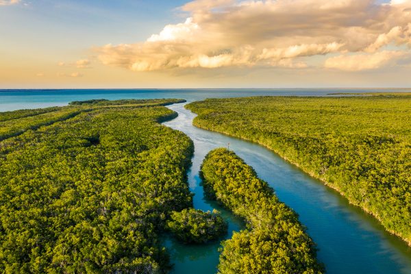 Everglades, Keajaiban Rawa-rawa Florida yang Penuh Kehidupan